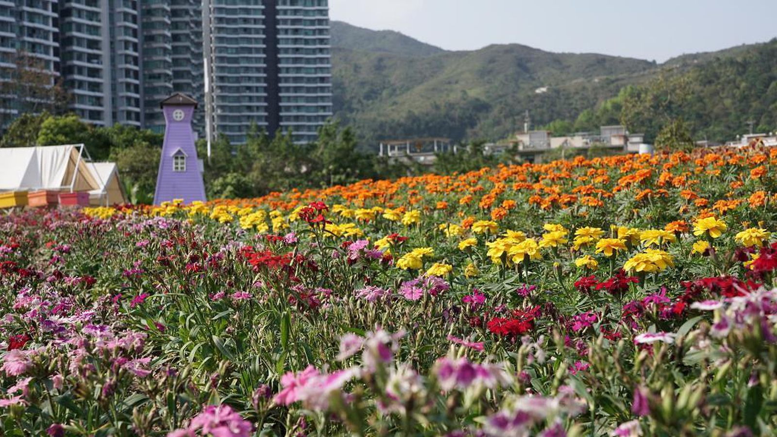[D02] 大埔蝶豆花園、坪輋壁畫村、雲泉仙館齋宴、有機農莊自費摘時果一天團