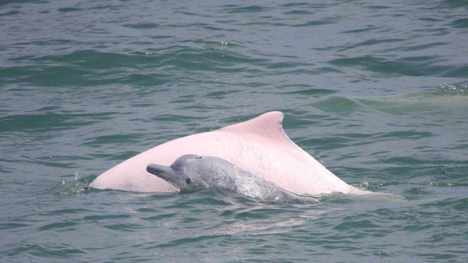 [B02] 追蹤中華白海豚、大小沙洲、大澳海鮮宴﹑大澳水鄉一天團