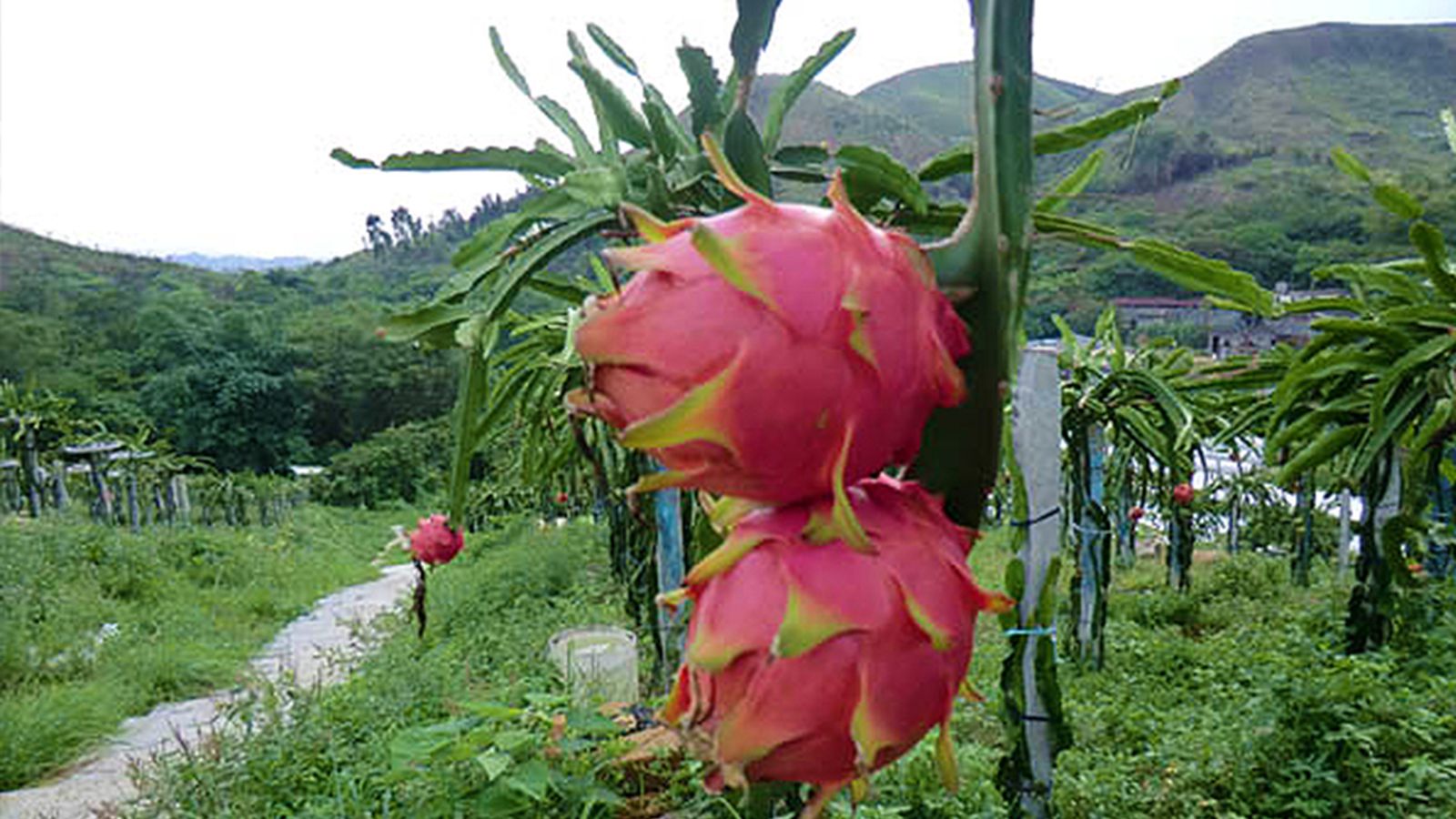 [C07] 綠色旅遊、富琴有機農莊、紙包雞工作坊、歡樂農莊一日團